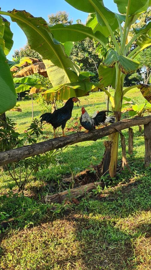 True Nature Chiang Mai - Yoga & Meditation Homestay Retreat Dış mekan fotoğraf